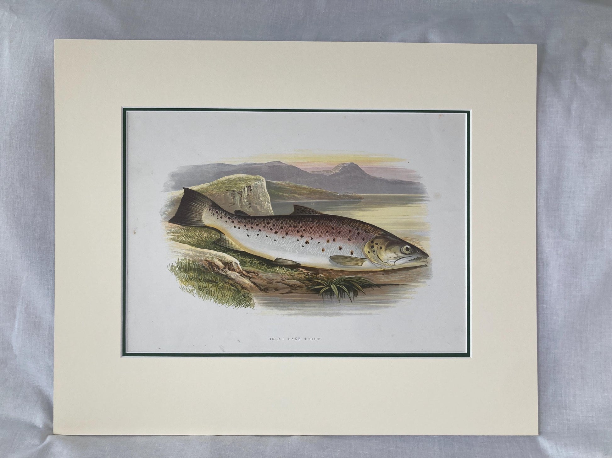 145 year old antique Chromolithograph “Great Lake Trout” by Alexander Francis Lydon (1879)