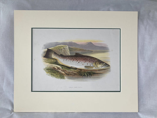 145 year old antique Chromolithograph “Great Lake Trout” by Alexander Francis Lydon (1879)