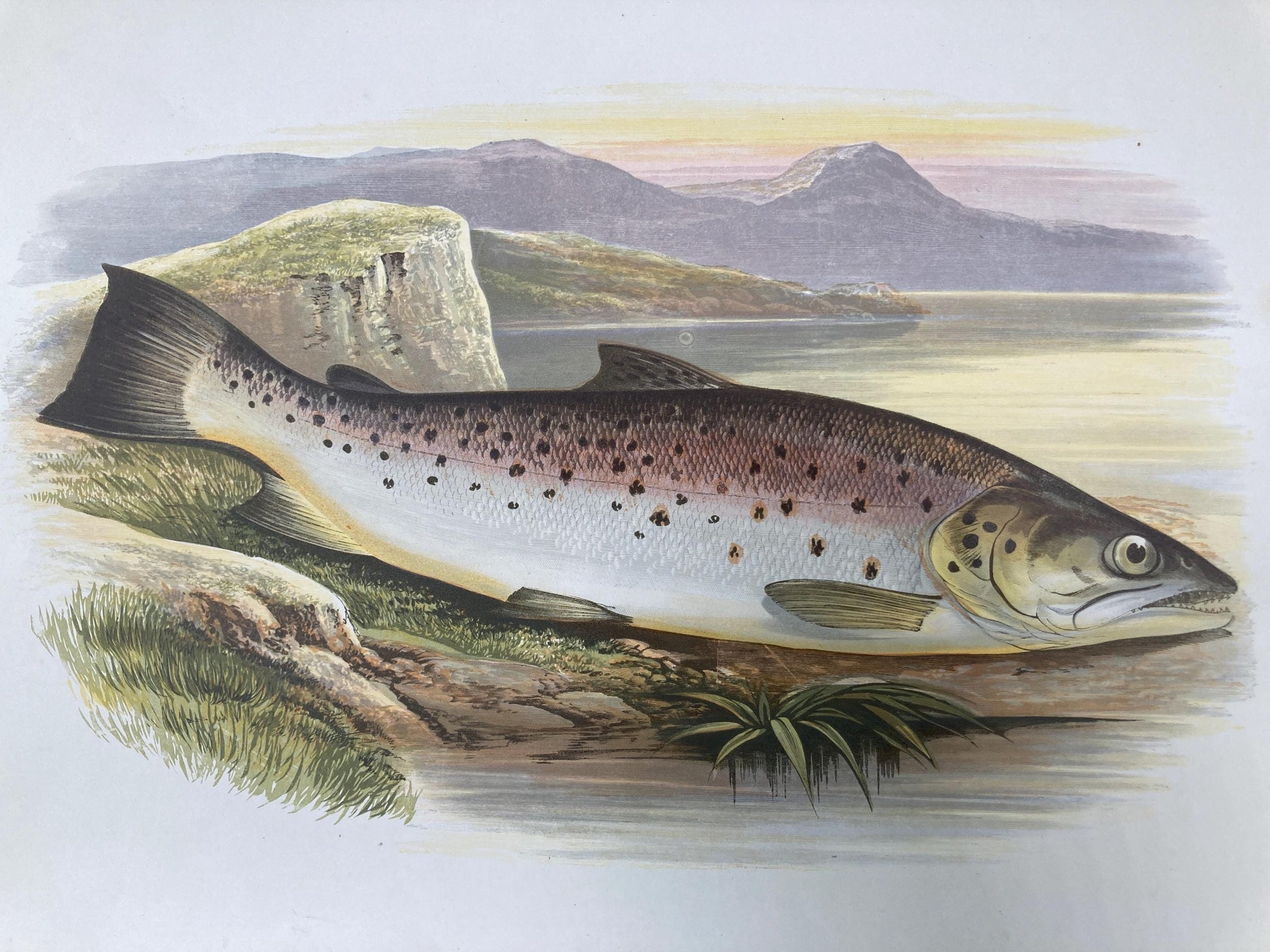 145 year old antique Chromolithograph “Great Lake Trout” by Alexander Francis Lydon (1879)