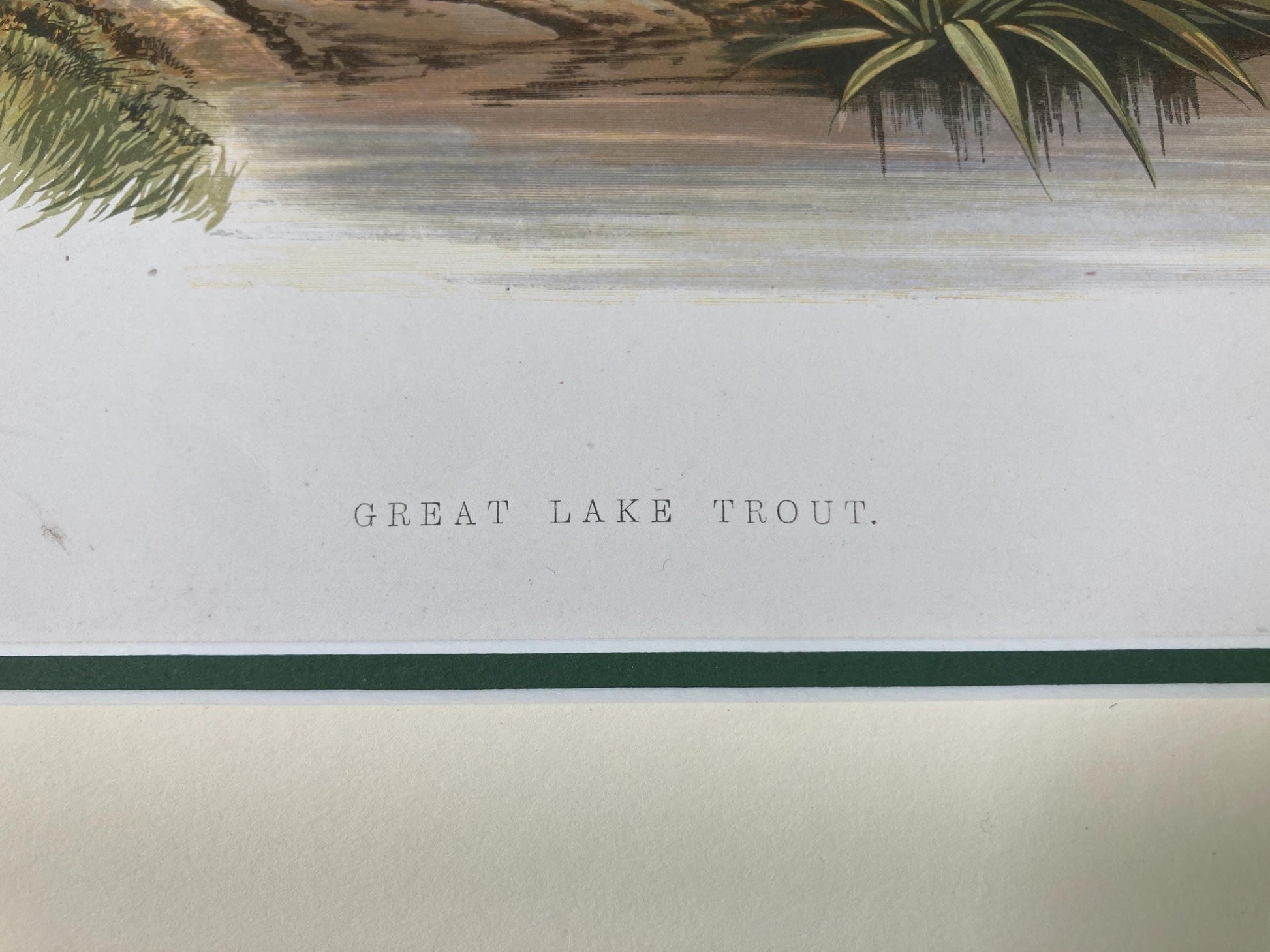 145 year old antique Chromolithograph “Great Lake Trout” by Alexander Francis Lydon (1879)