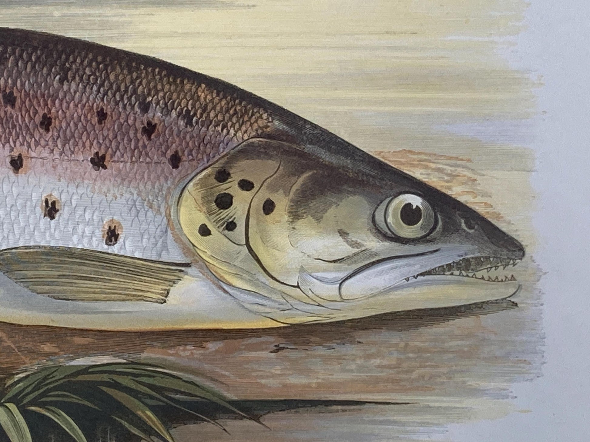 145 year old antique Chromolithograph “Great Lake Trout” by Alexander Francis Lydon (1879)