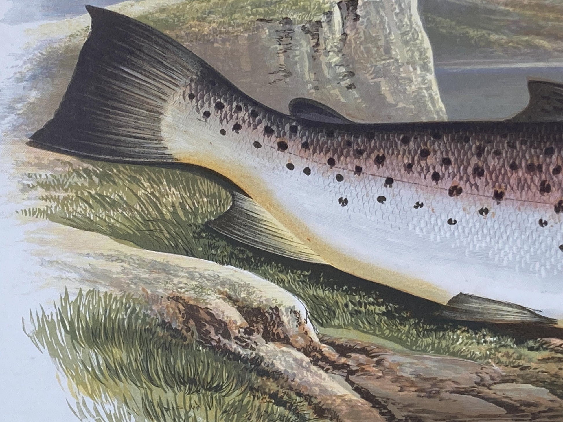 145 year old antique Chromolithograph “Great Lake Trout” by Alexander Francis Lydon (1879)