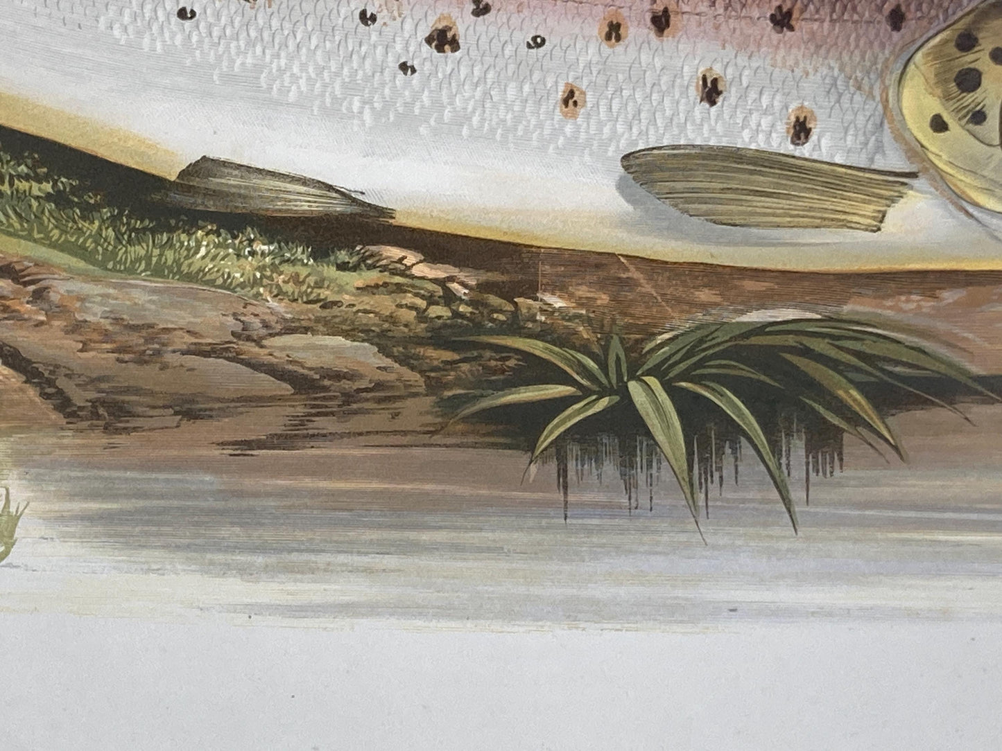 145 year old antique Chromolithograph “Great Lake Trout” by Alexander Francis Lydon (1879)