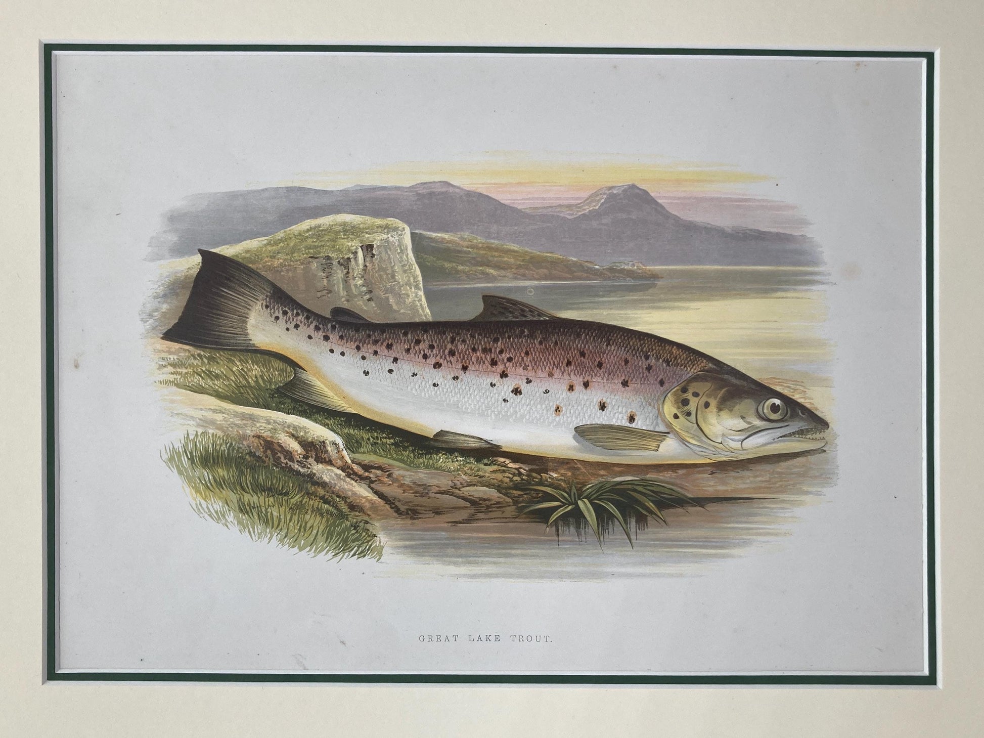 145 year old antique Chromolithograph “Great Lake Trout” by Alexander Francis Lydon (1879)