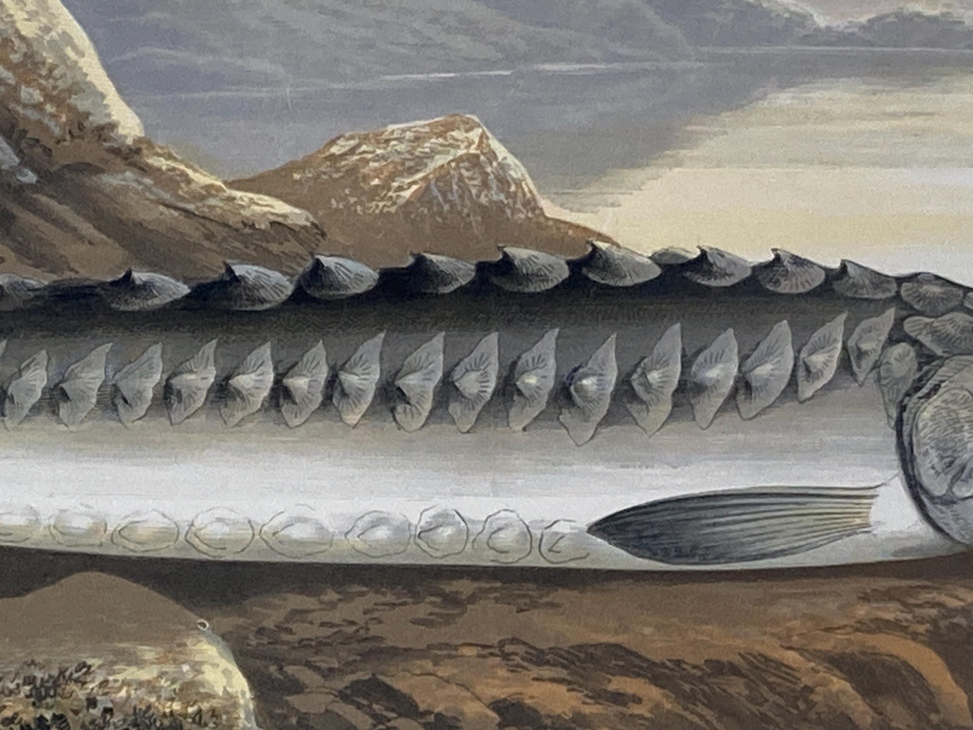 145 year old antique Chromolithograph “STURGEON” by Alexander Francis Lydon (1879)