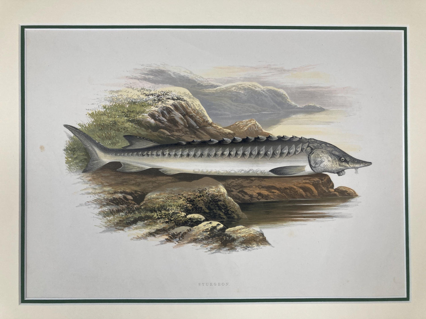 145 year old antique Chromolithograph “STURGEON” by Alexander Francis Lydon (1879)