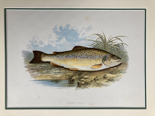 145 year old antique Chromolithograph “Common Trout” by Alexander Francis Lydon (1879)