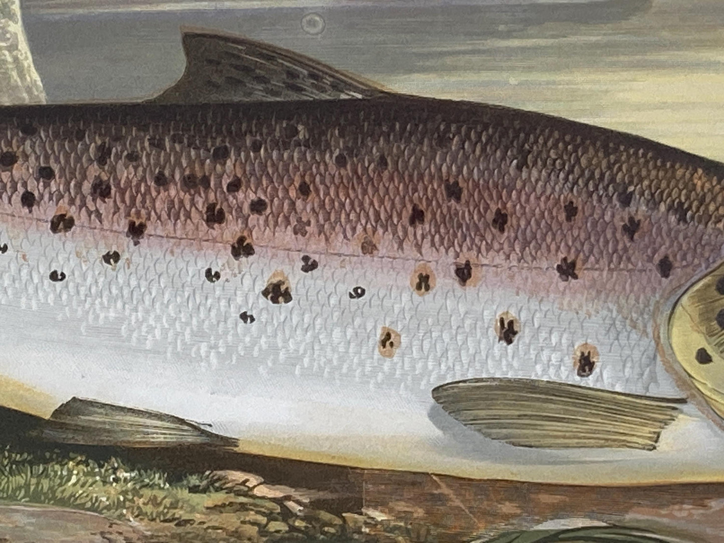 145 year old antique Chromolithograph “Great Lake Trout” by Alexander Francis Lydon (1879)