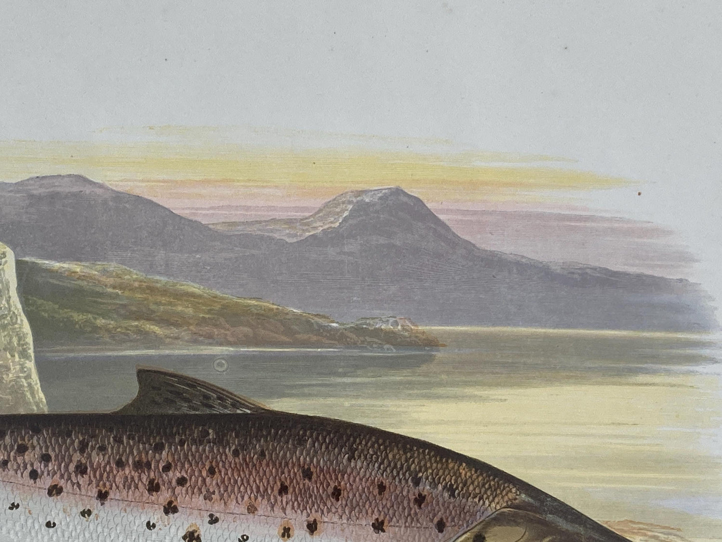 145 year old antique Chromolithograph “Great Lake Trout” by Alexander Francis Lydon (1879)