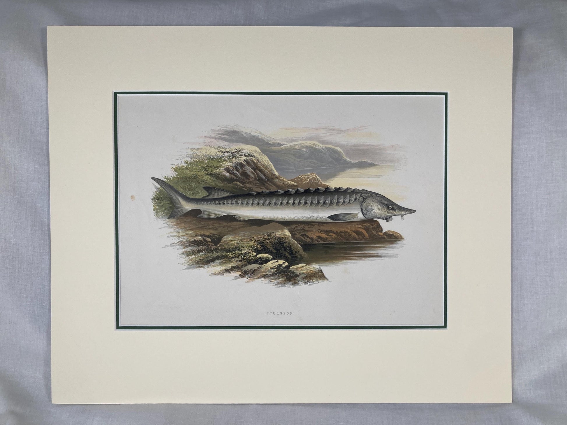 145 year old antique Chromolithograph “STURGEON” by Alexander Francis Lydon (1879)