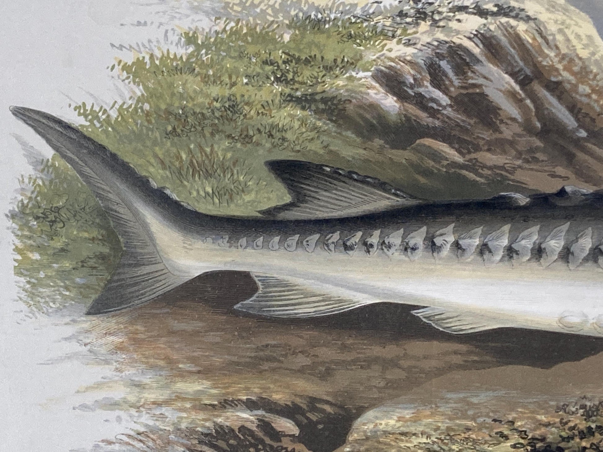 145 year old antique Chromolithograph “STURGEON” by Alexander Francis Lydon (1879)