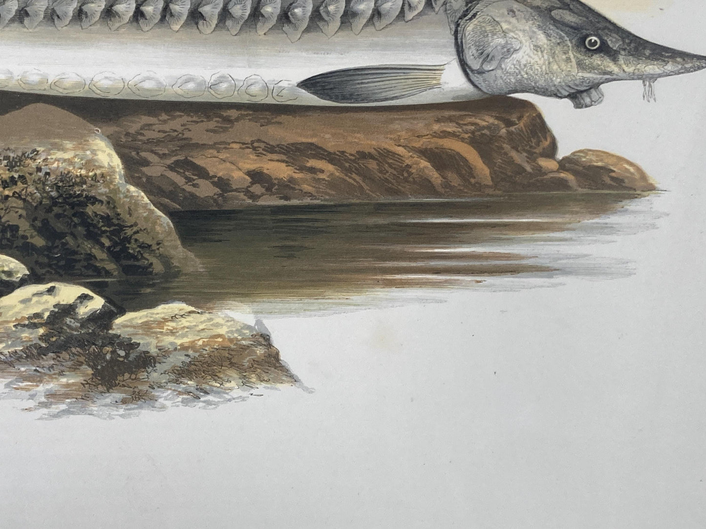 145 year old antique Chromolithograph “STURGEON” by Alexander Francis Lydon (1879)